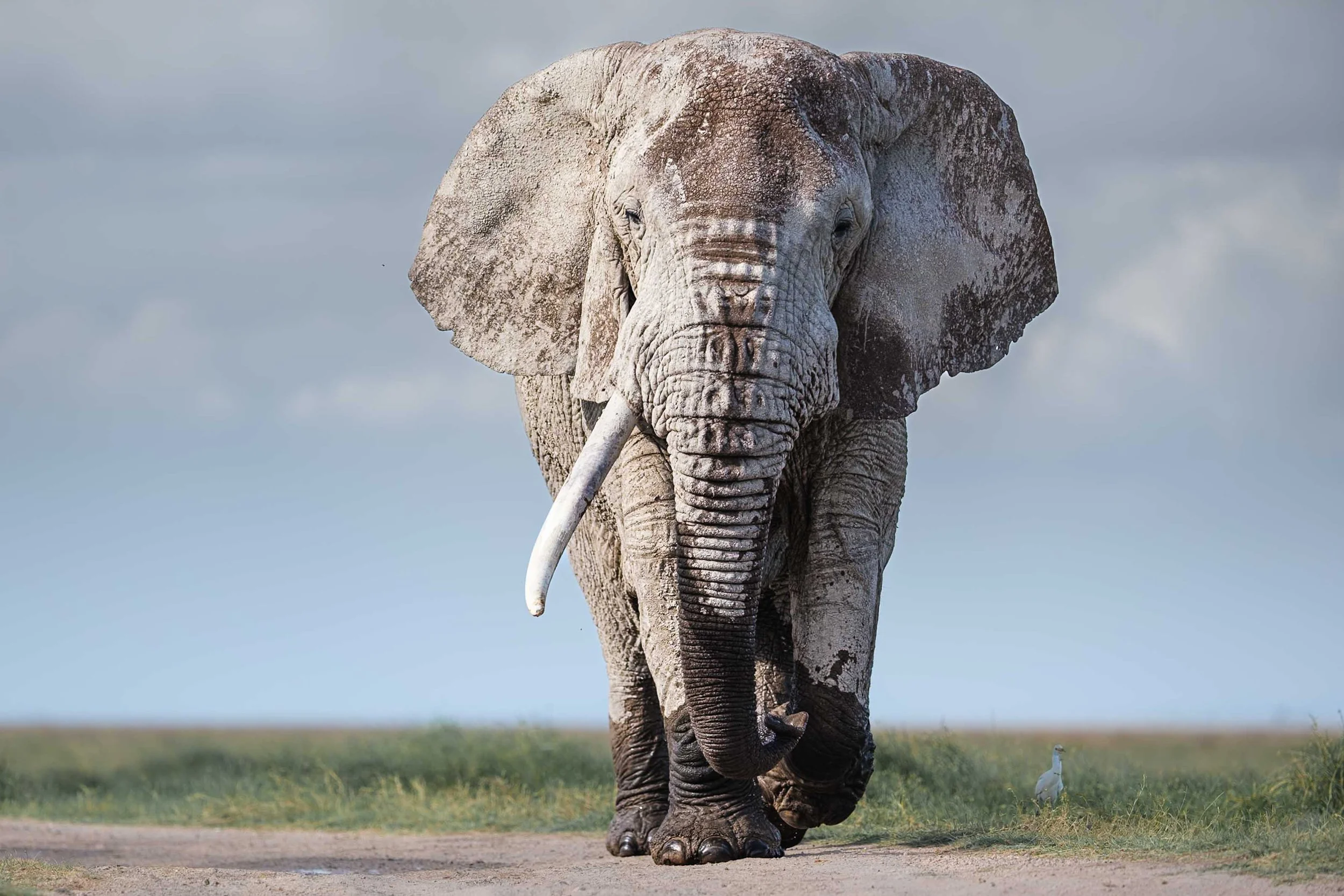 3-Day Amboseli Premium Expedition