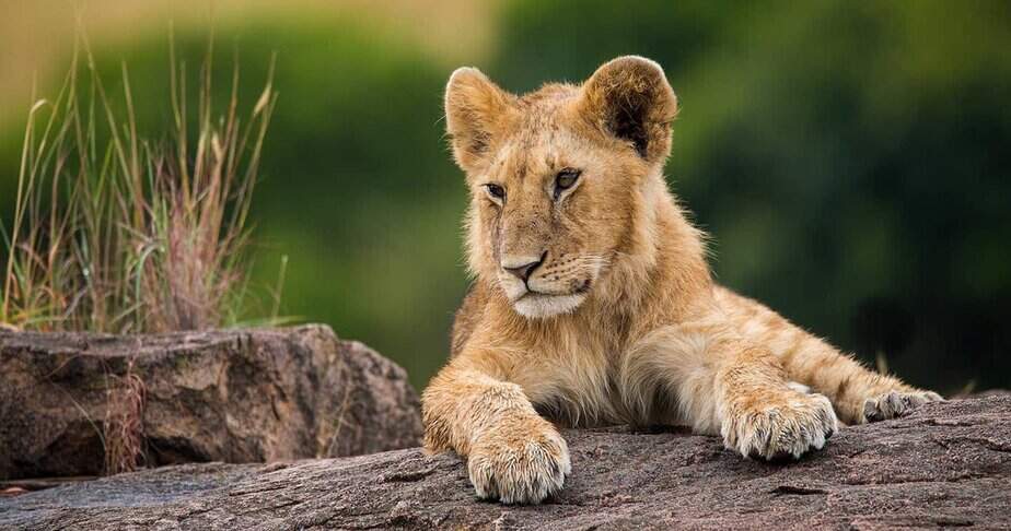 4-Day Ultimate Maasai Mara Migration